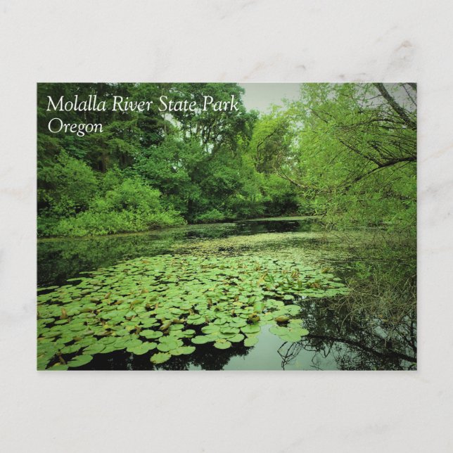 Carte Postale Lily Pads sur le Pond (Devant)
