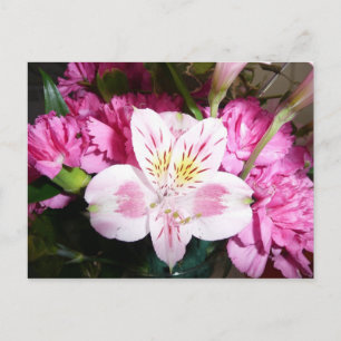 Carte Postale Lily péruvienne