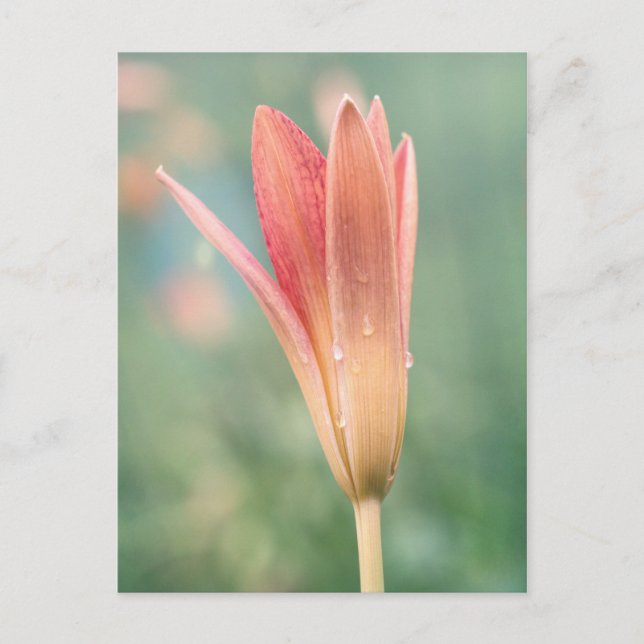Carte Postale Lily s'ouvre un matin de rosée (Devant)