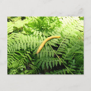 Carte Postale Limace banane sur fougères I
