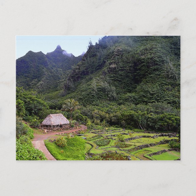 Carte Postale Limahuli Garden Champs Taro, Kauai (Devant)