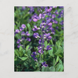 Carte Postale Lime Blue False Indigo (Baptisia Australis) flowe