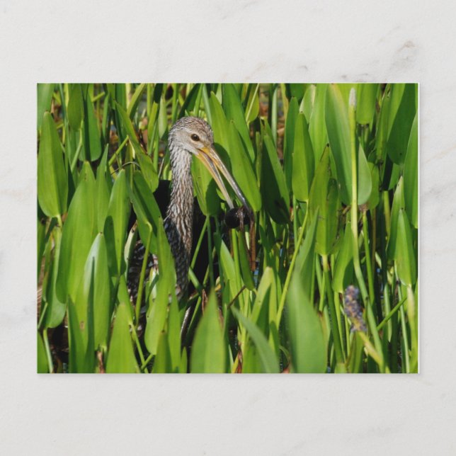 Carte Postale Limpkin dans les roseaux (Devant)