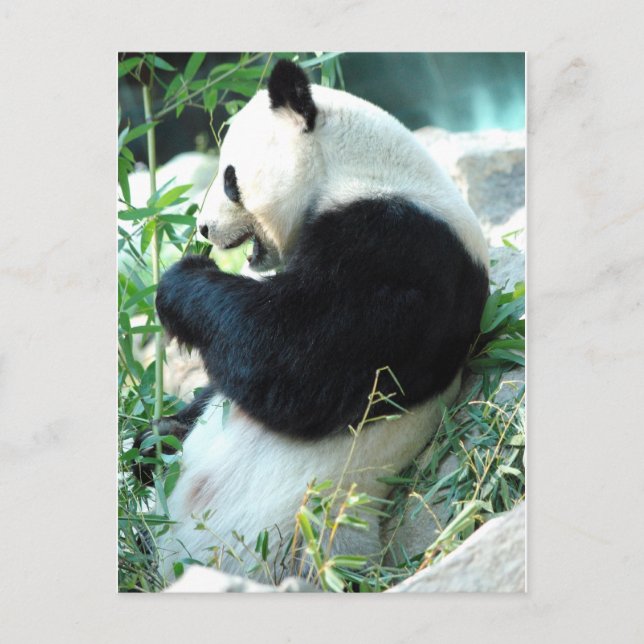 Carte Postale Lin Hui (Devant)