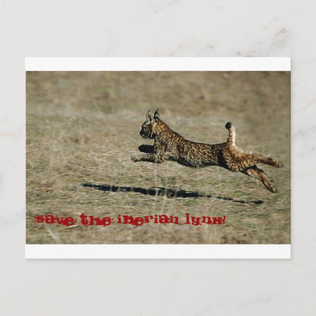 Carte Postale LINCE IBÉRICO, Sauvez le Lynx ibérique ! (Devant)
