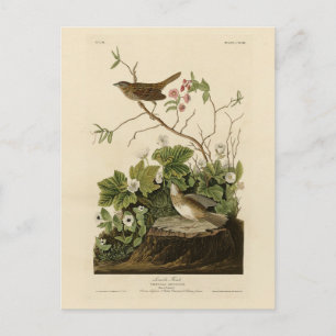 Carte Postale Lincoln Finch (Bruant) Audubon's Birds of America