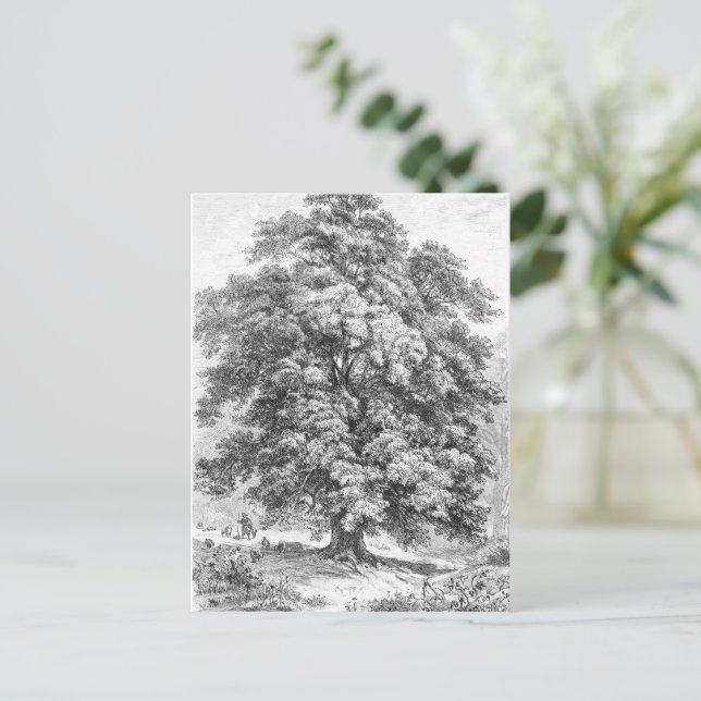 Carte Postale Linden Tree Black and White Antique Print (Debout devant)