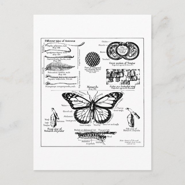 Carte Postale L'information de papillon de monarque (Devant)