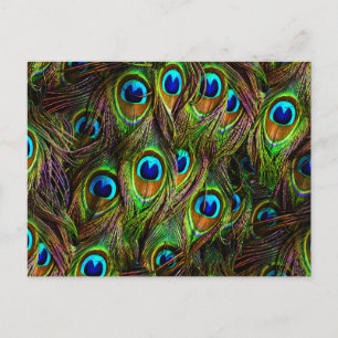 Carte Postale L'invasion des plumes de paon
