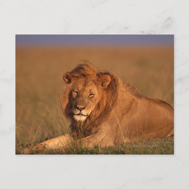 Carte Postale Lion (Devant)