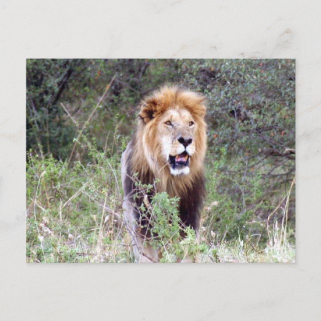 Carte Postale lion (Devant)