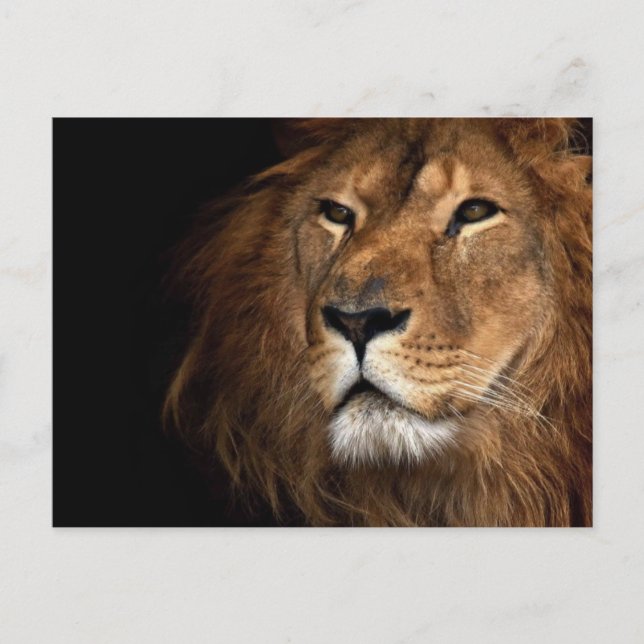 Carte Postale lion (Devant)