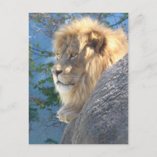 Carte Postale Lion