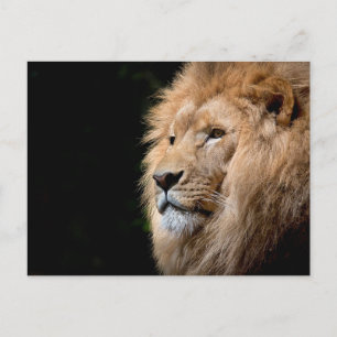 Carte Postale Lion