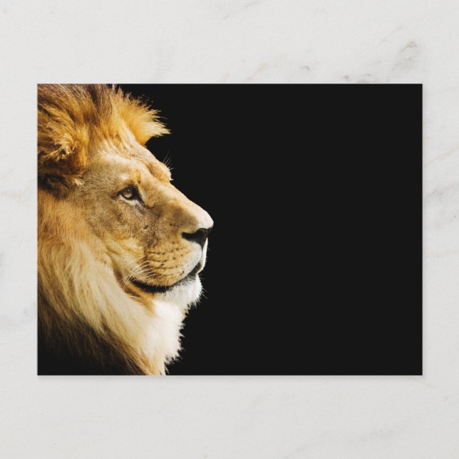 Carte Postale Lion (Devant)
