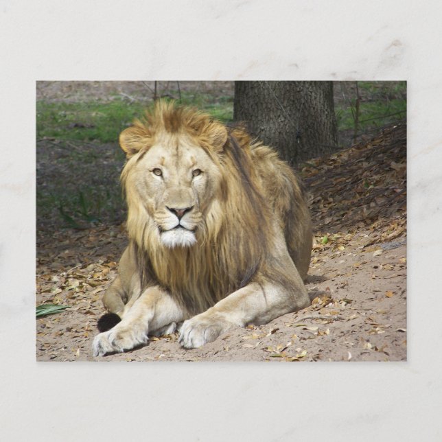 Carte postale Lion (Devant)