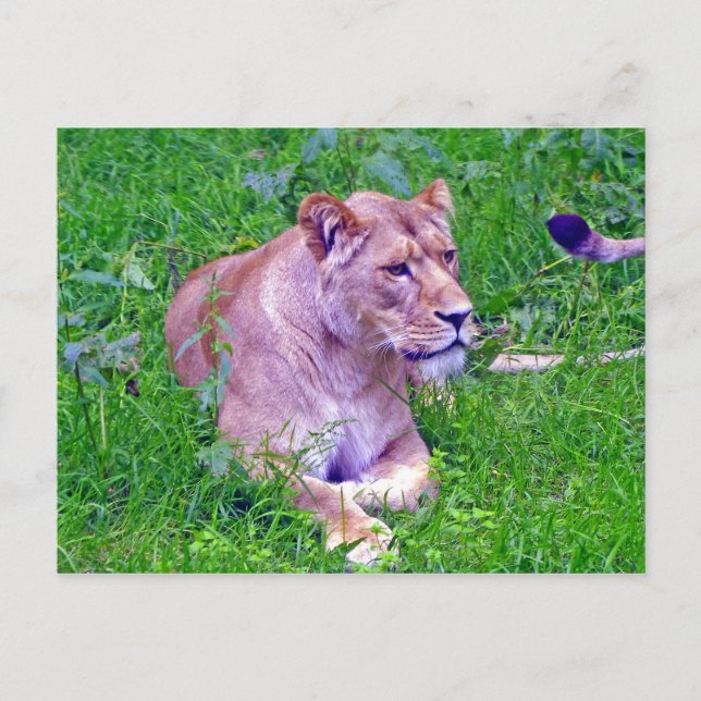 Carte Postale lion (Devant)
