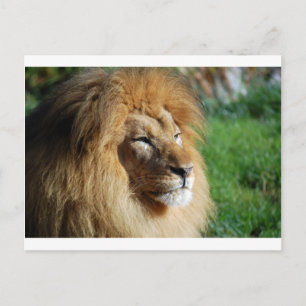 Carte Postale Lion