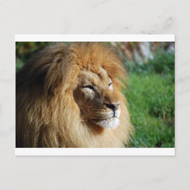 Carte Postale Lion (Devant)