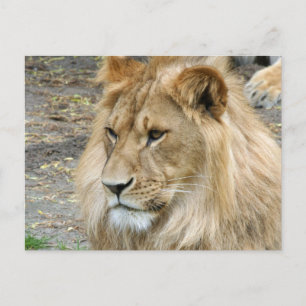 Carte Postale Lion 011
