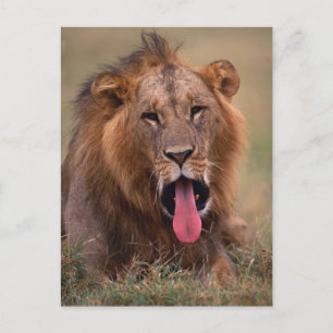 Carte Postale Lion 2