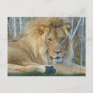 Carte postale Lion #3-2