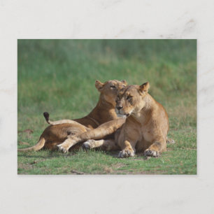 Carte Postale Lion 5