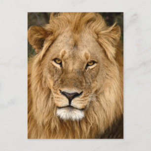 Carte Postale Lion avec grand manne