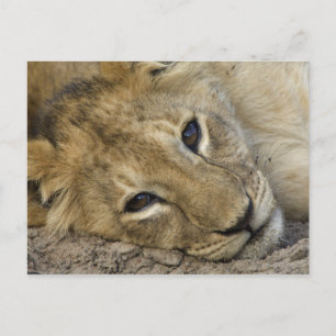 Carte Postale Lion Baby