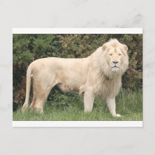 Carte Postale Lion blanc majestueux (Devant)