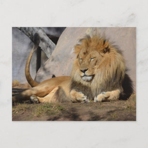 Carte Postale Lion couché
