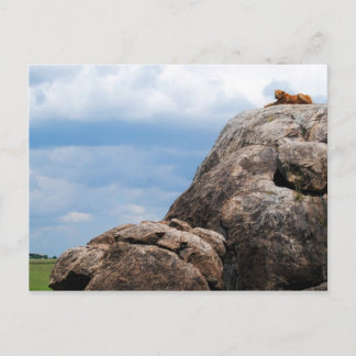 Carte Postale lion couché sur un gros rocher en Tanzanie Afrique