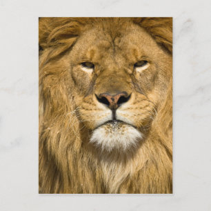 Carte Postale Lion de Barbarie d'Afrique, Panthera leo leo, l'un