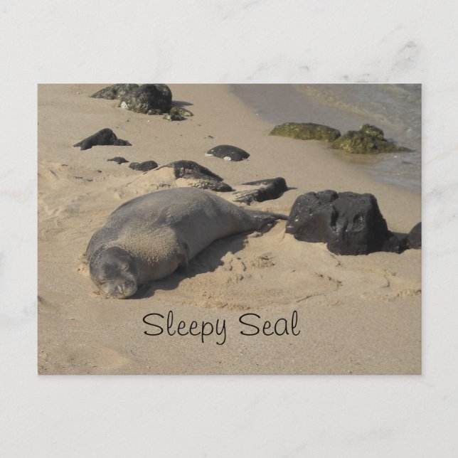 Carte Postale Lion de mer au repos (Devant)