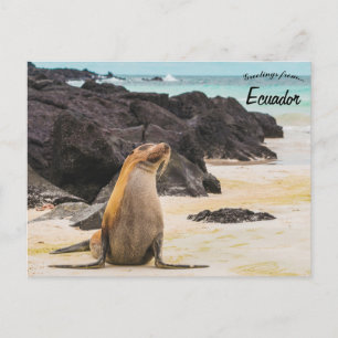 Carte Postale Lion de mer dans les îles Galapagos Equateur