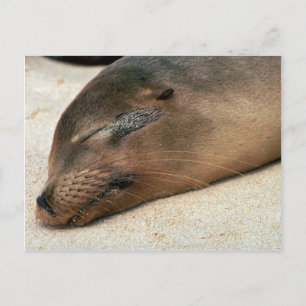 Carte Postale Lion de mer des Galapagos
