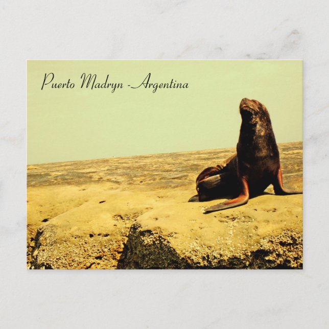 Carte Postale Lion de mer. Puerto Madryn - Argentine (Devant)
