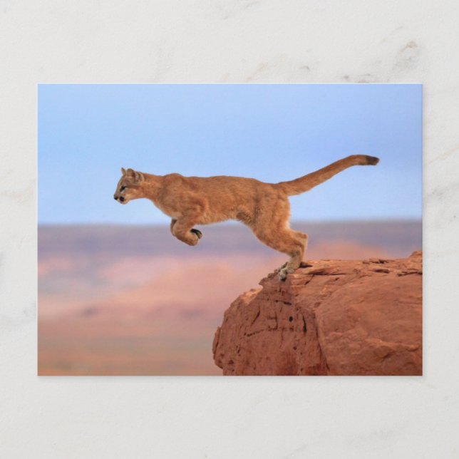 Carte Postale Lion de montagne (Devant)