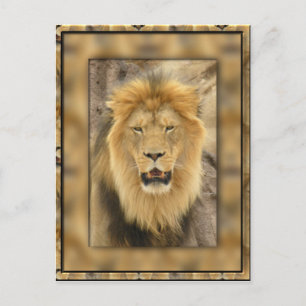 Carte Postale Lion encadré