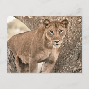 Carte Postale Lion escalade d'arbre, Ouganda Afrique