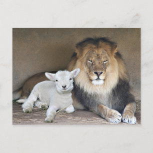 Carte Postale Lion et agneau