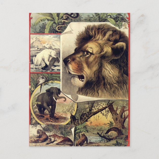 Carte Postale Lion et animaux sauvages Spectacle de cirque vinta (Devant)