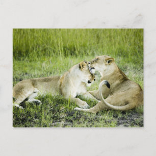 Carte Postale Lion et lionne, Afrique 2