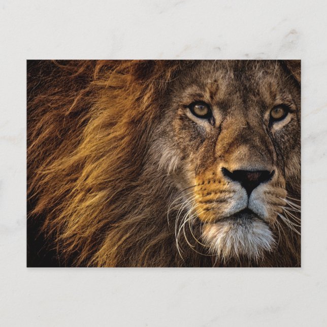 Carte Postale Lion Face Close Photo (Devant)