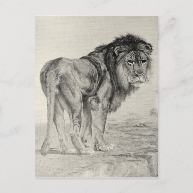 Carte Postale Lion Majestic vintage (Devant)