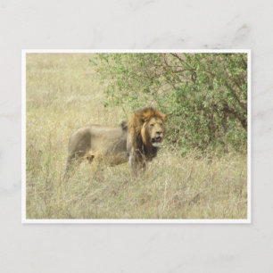 Carte Postale lion mâle