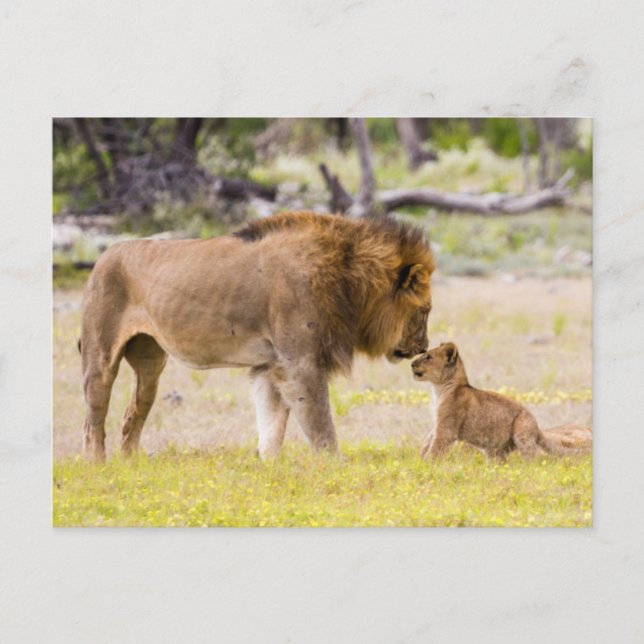 Carte Postale Lion mâle alpha inspecte un petit (Devant)
