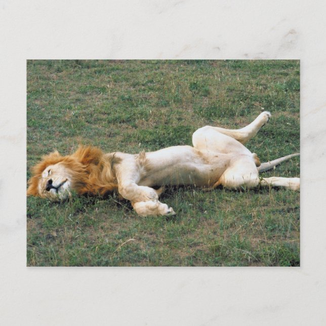 Carte Postale Lion mâle étirement (Devant)