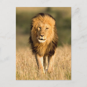 Carte Postale Lion mâle marchant