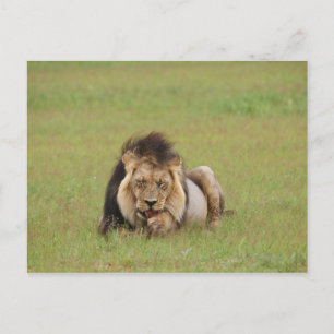 Carte Postale lion mâle, Panthera leo, se nettoyant,